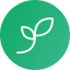 KiwiSprout logo